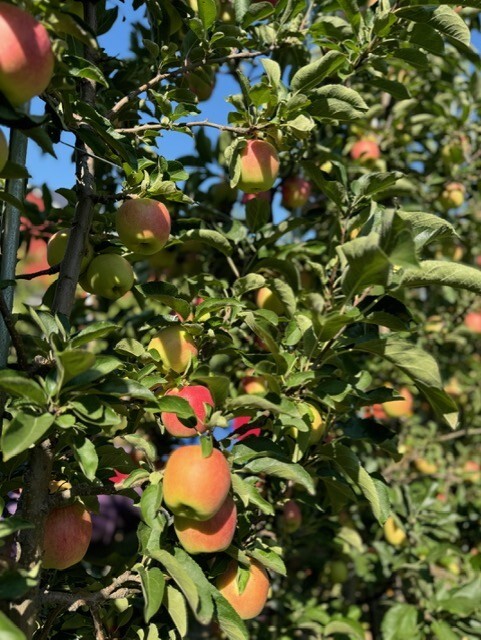 schwalliers apples 2.jpg