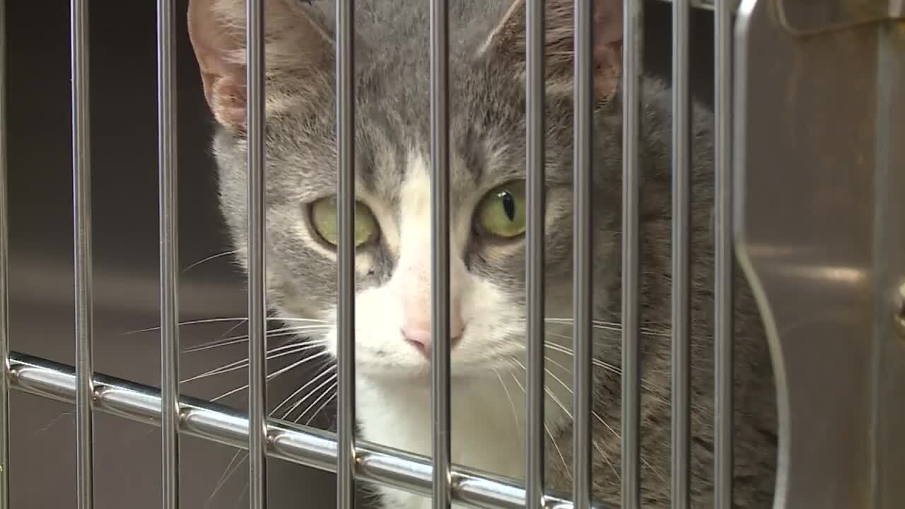 Petersburg Animal Care and Control