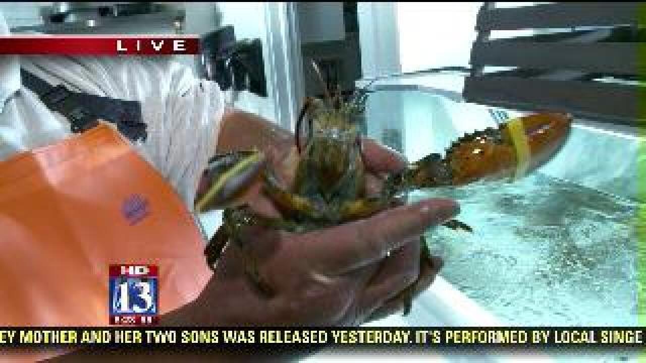 Big Budah picks a lobster