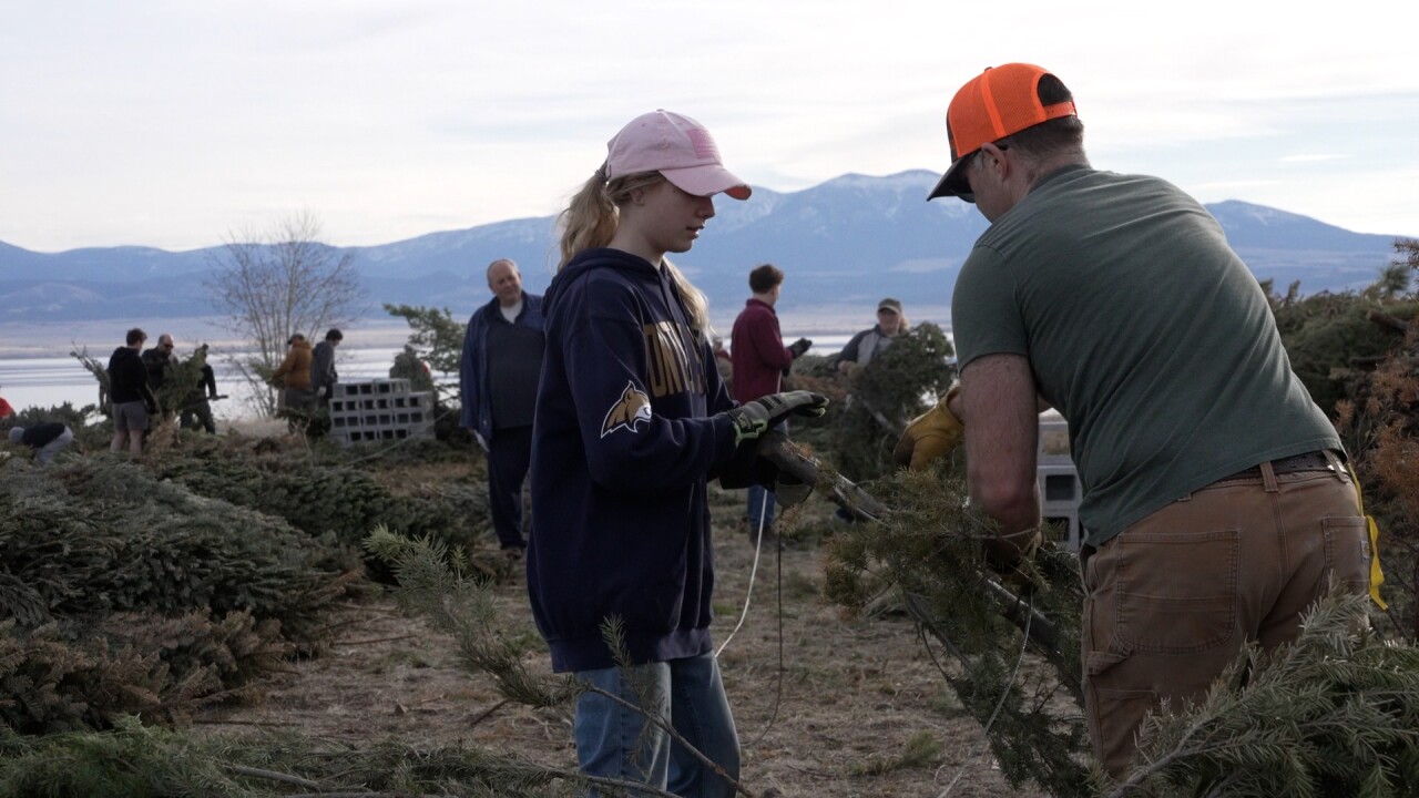 Pines for Perch Scout