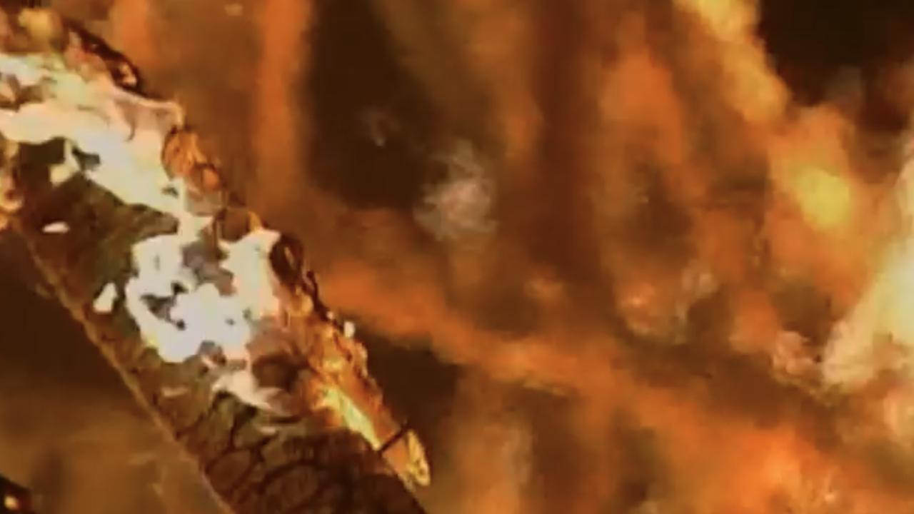 Dottore Tree Fire US Forest Service firefighter flown to hospital after being struck by tree