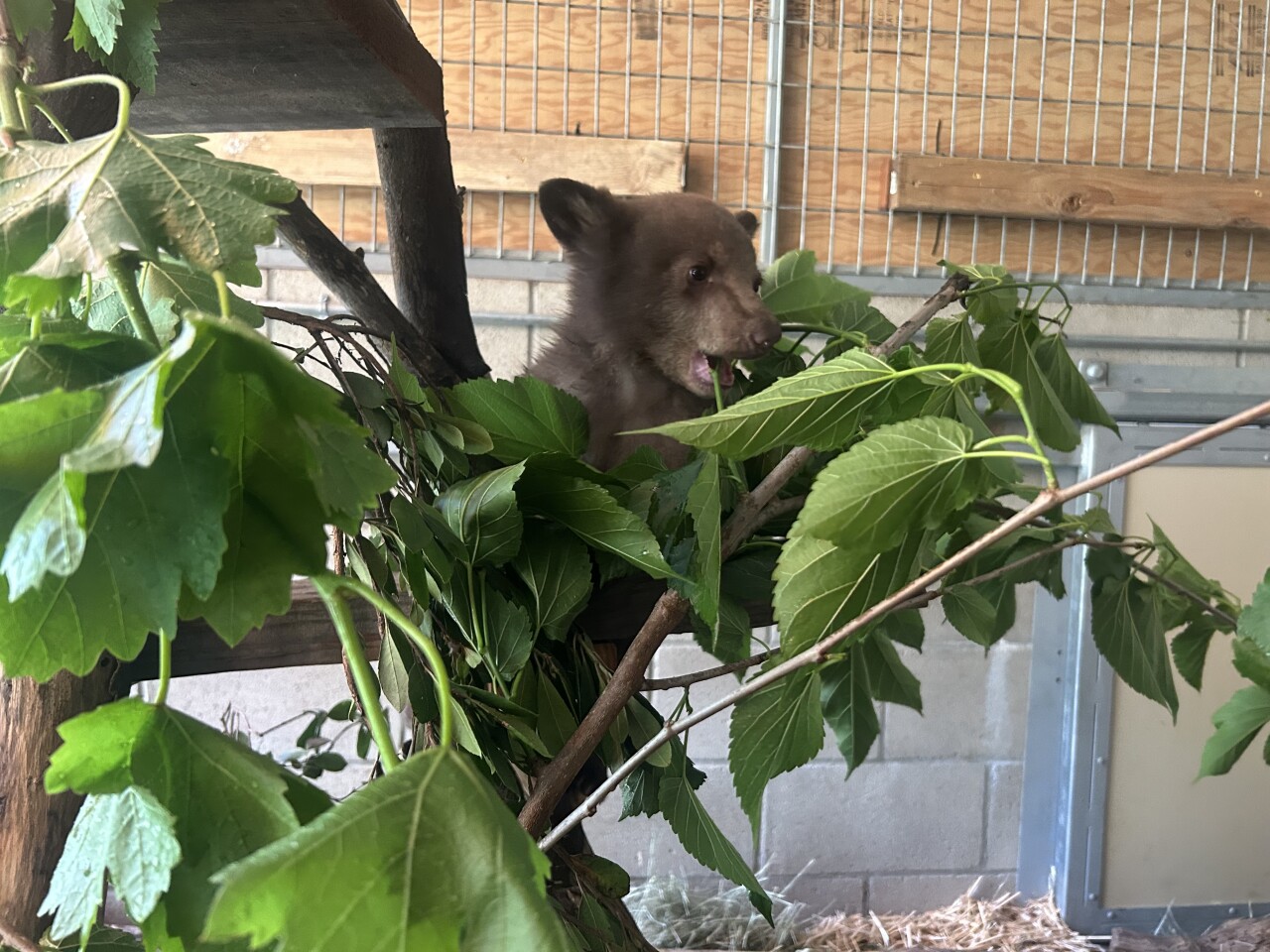 Bear Cub San Diego Humane Society