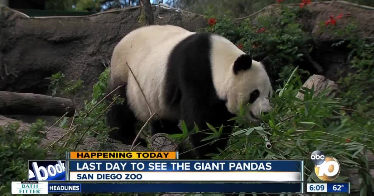 San Diego Zoo Shutting Down Panda Exhibit For Good San Diego Zoo Shutting Down Panda Exhibit For Good