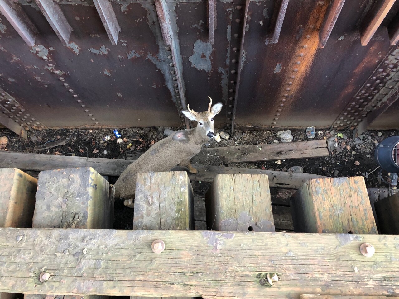 stuck buck 1