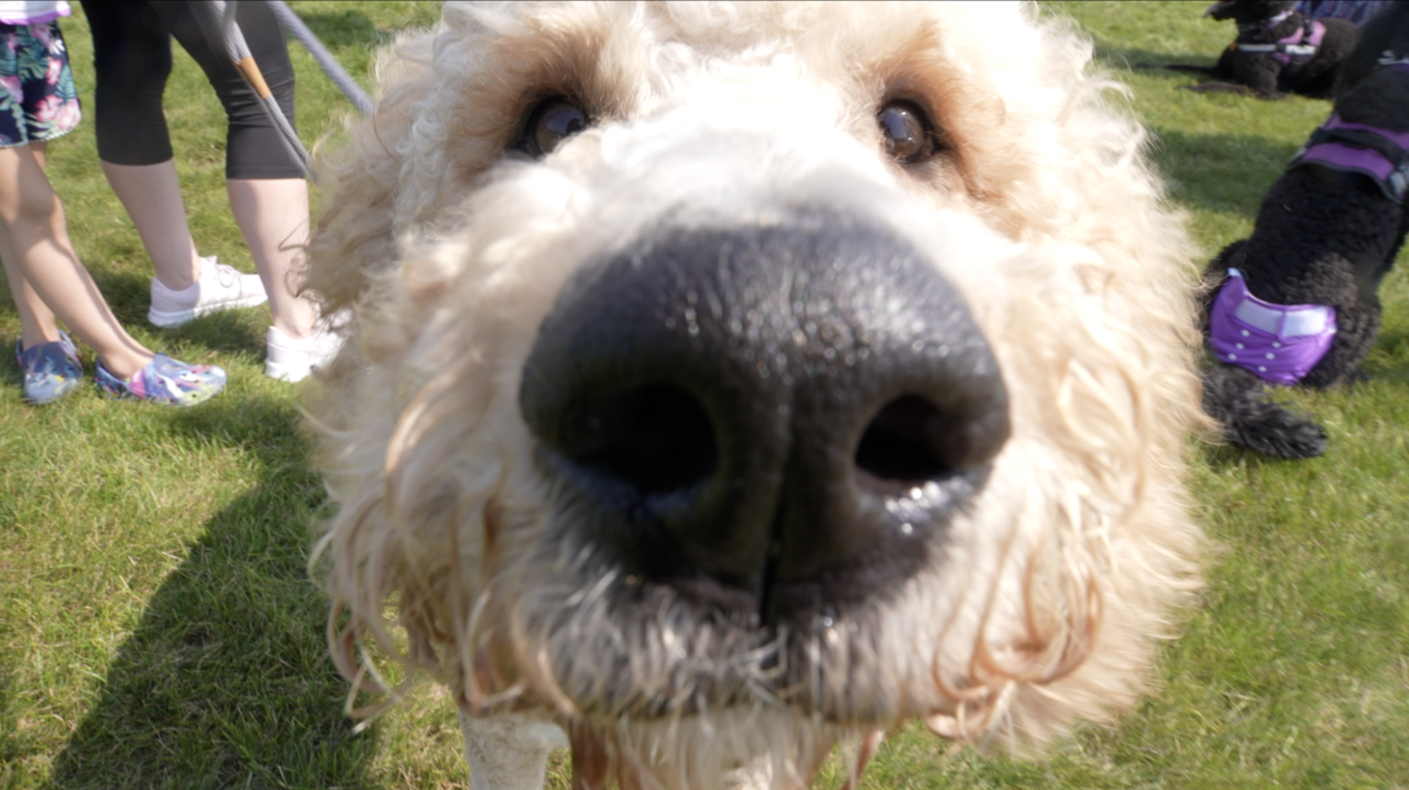 Canines for Change, a non-profit that started in 2005, trains service dogs for veterans and people with disabilities.