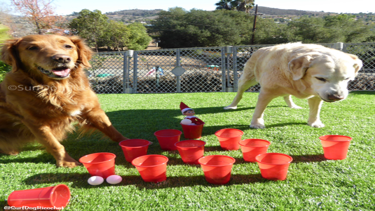 Dogs vs. elf prank war is EPIC