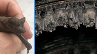 BATS.jpg
