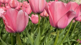 Tulip Time 2024_1.jpg