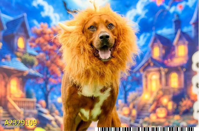 Cooper Underdog