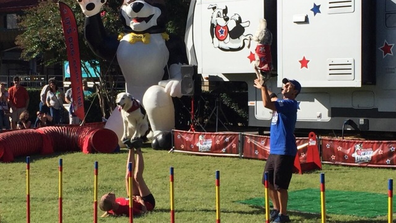 Tulsa State Fair: Goat-Tastic 2015