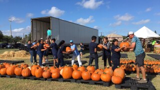 Pumpkin patch opens.jpg