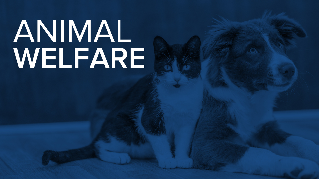 animal welfare