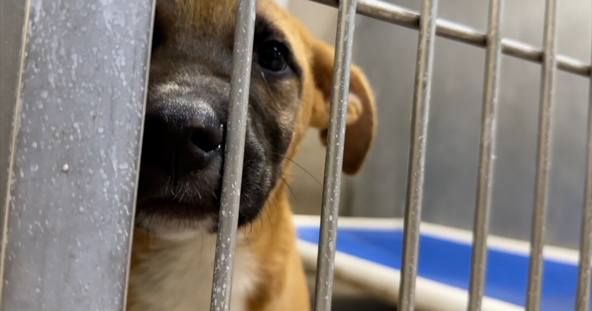 Local animal rescue fined for violating adoption laws in Massachusetts