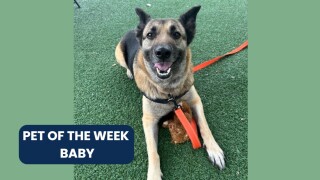 Pet of the Week: Baby