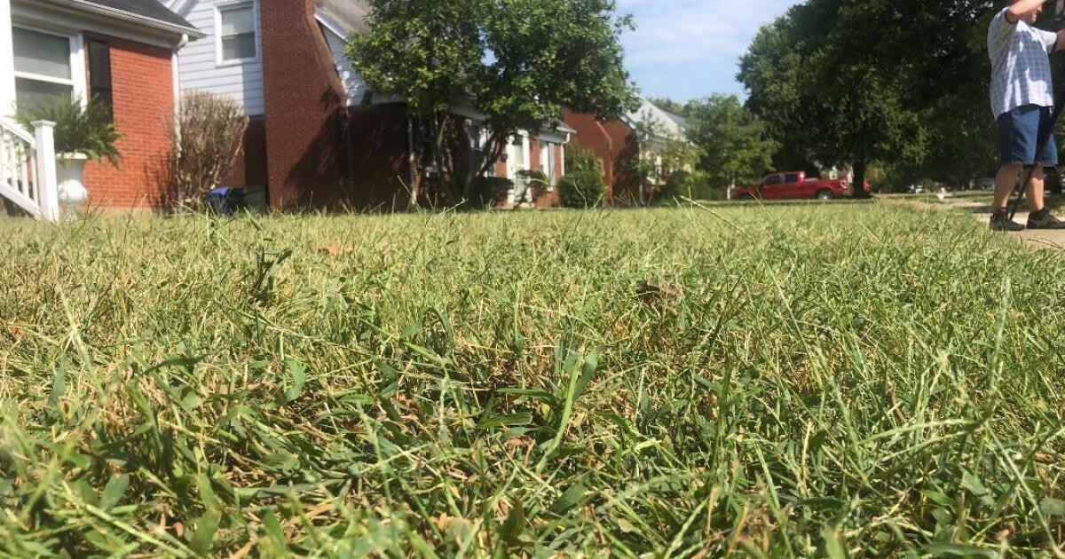 Lawn care experts offer tips on keeping grass green in dry weather