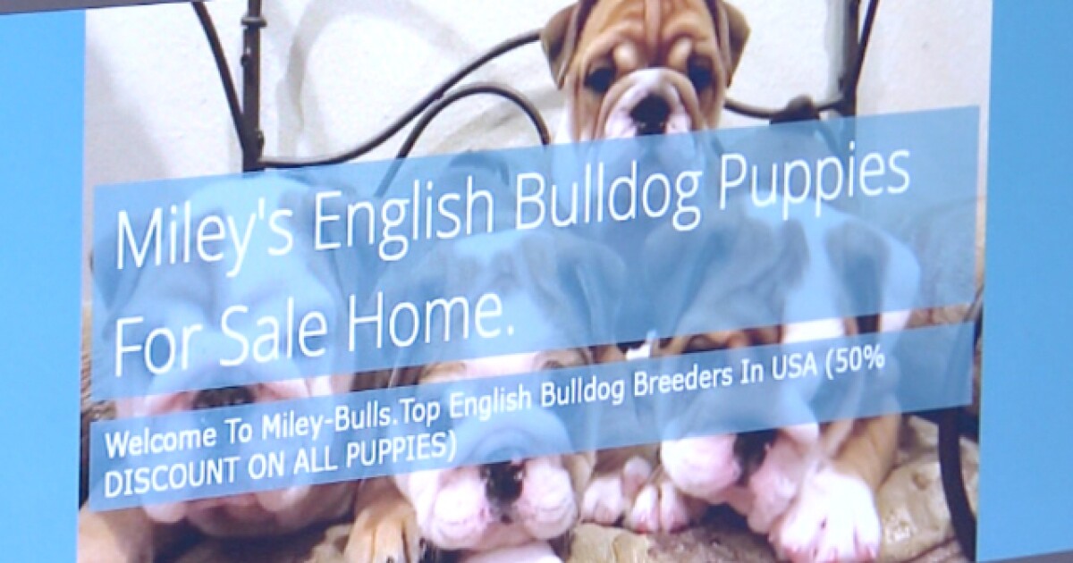 What to look out for when buying a puppy online
