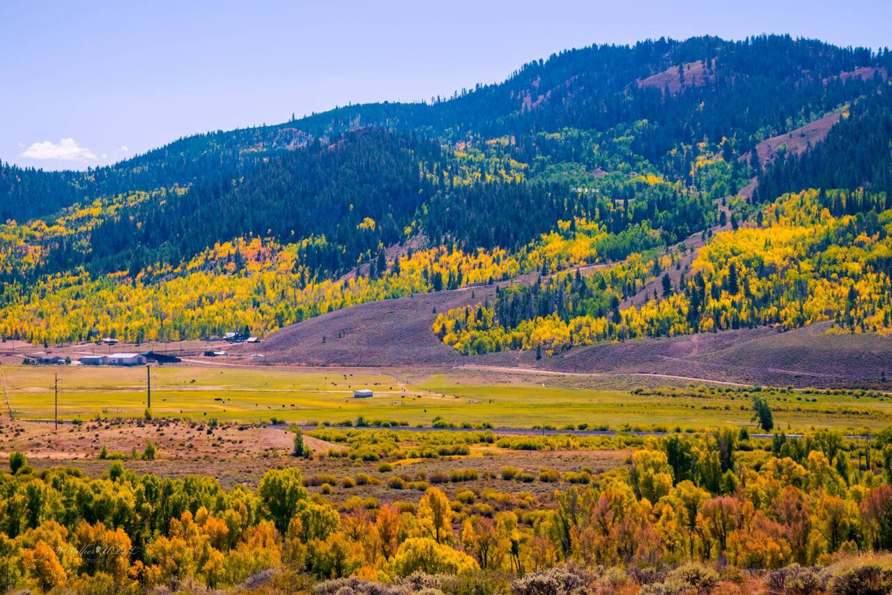 Granby aspens 2020_Unique Photos For Life Photography by Melissa Walker