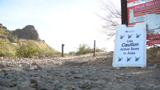 Bees Lookout Mt. 4-6-26