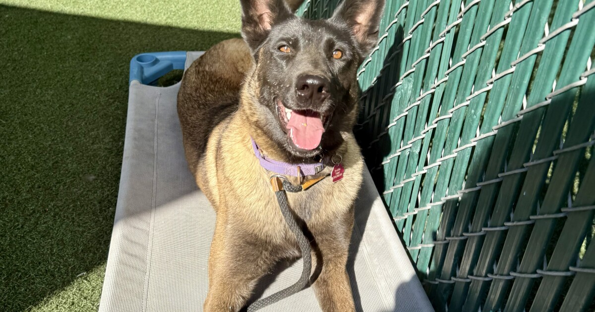 Campo man sentenced for neglecting dog's serious injury, forcing veterinarians to amputate leg