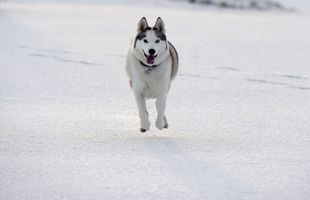 Top 8 Denver dog breeds and what they looked like as pups