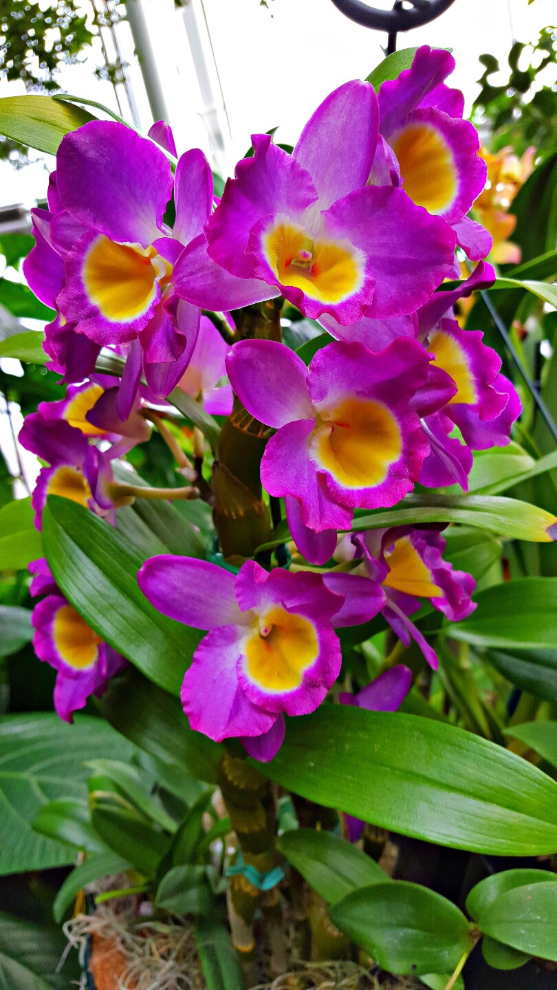 Purple Orchid in Glasshouse 2.1.2016.jpg