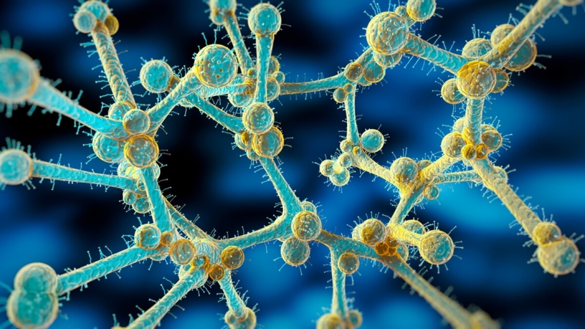 Hospitals in Texas see a rise in drug-resistant fungus