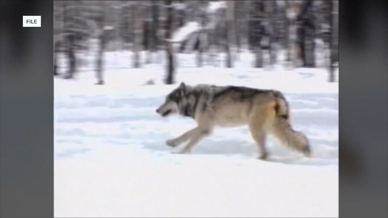 Wolves are a controversial issue in Idaho
