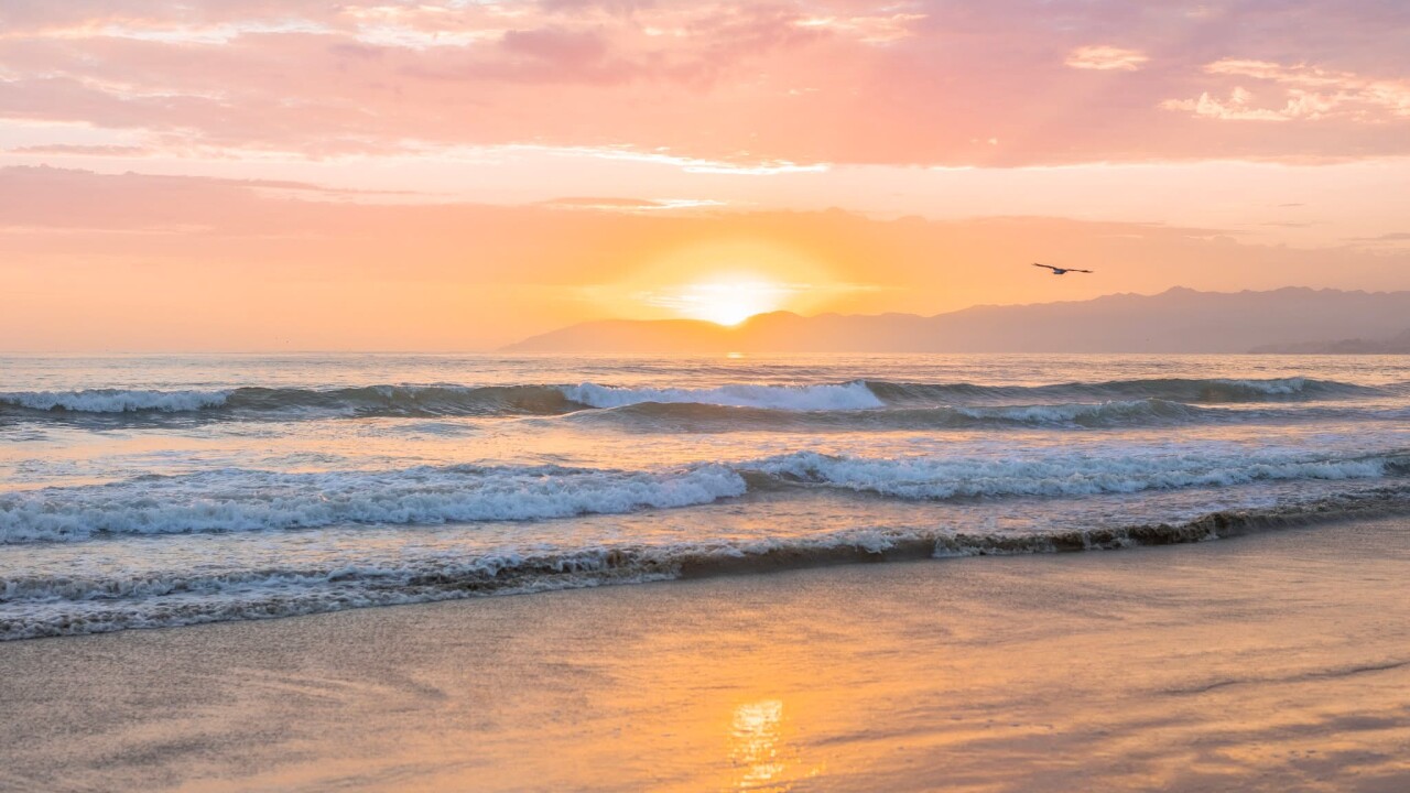 TueGoldPismo.jpeg
