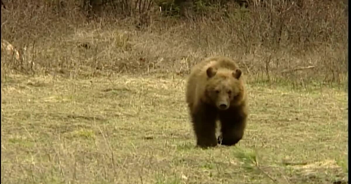 Montana petitions USFWS to delist NCDE grizzly bears