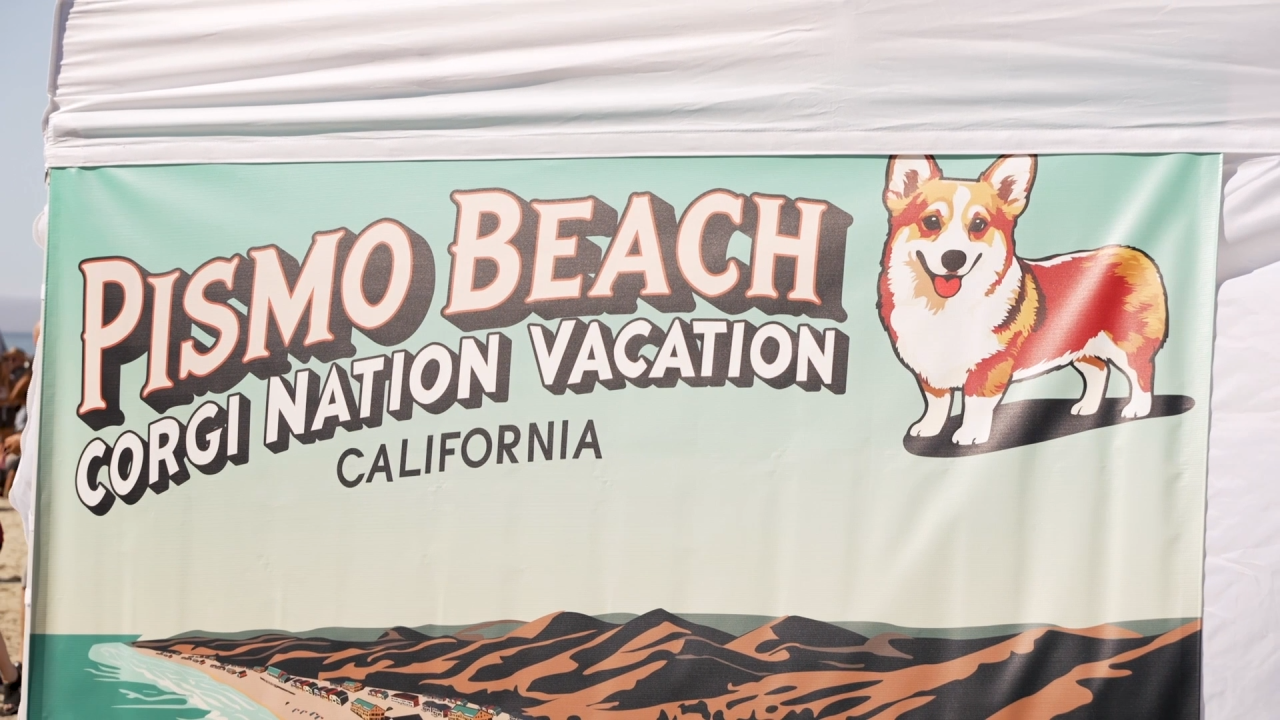 Corgi Rodeo From Corgis at the beach to a rodeo, here are 6 things to do this weekend