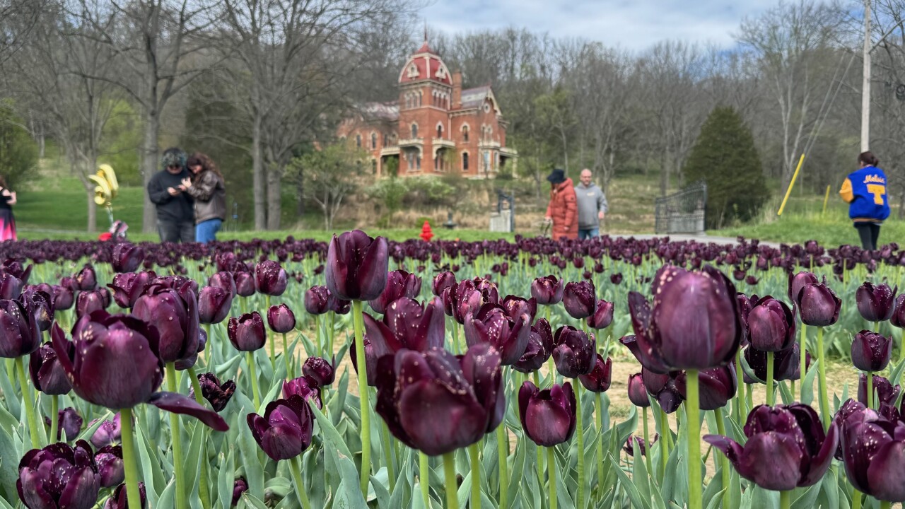 Black tulips in Vevay