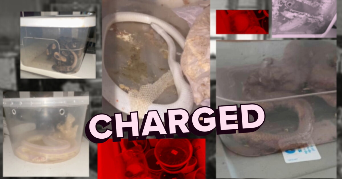 Kent Co. man facing felony after 27 exotic animals were seized from his home - Vimarsana News