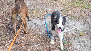 Border Collie 3 adoptions begin Human Society of Treasure Coast.jpg