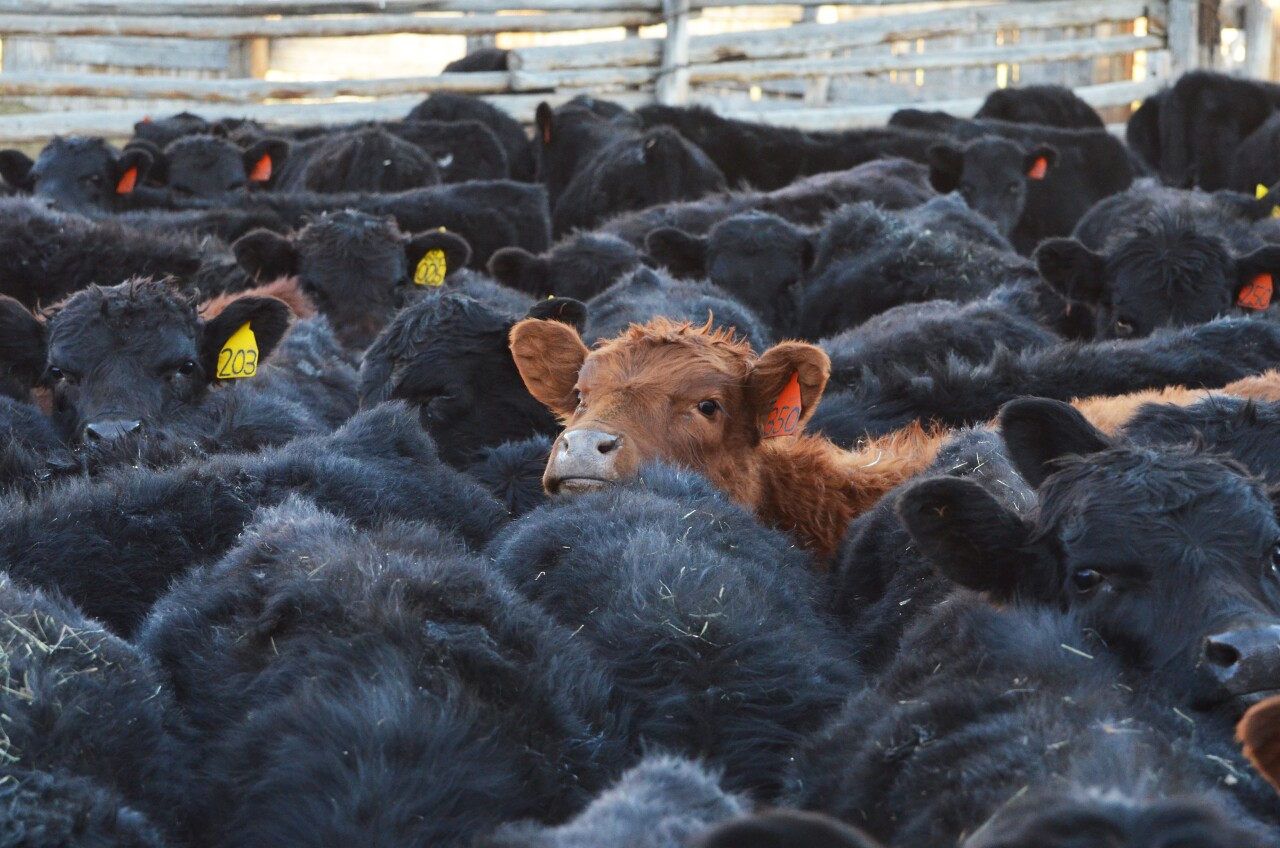 Crowd of calves at Peterson's_brown cow center.jpg