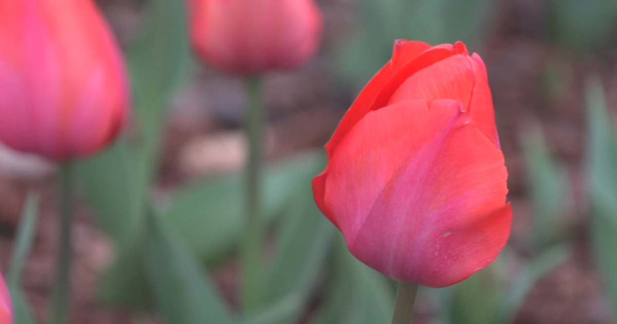 Great Spring Art Hop returns to Cheekwood with more hopping fun! - Vimarsana News