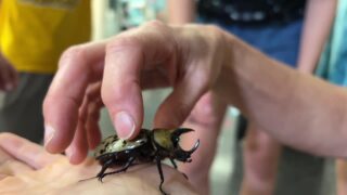 Do you have a little bug that loves everything creepy and crawly?