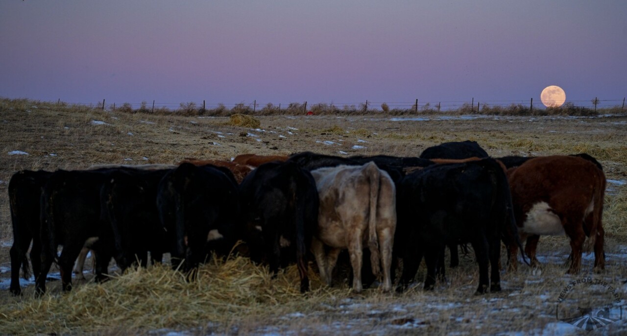 Wolf moon January 2025