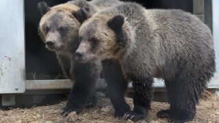 Cheyenne Mountain Grizzly Bears 