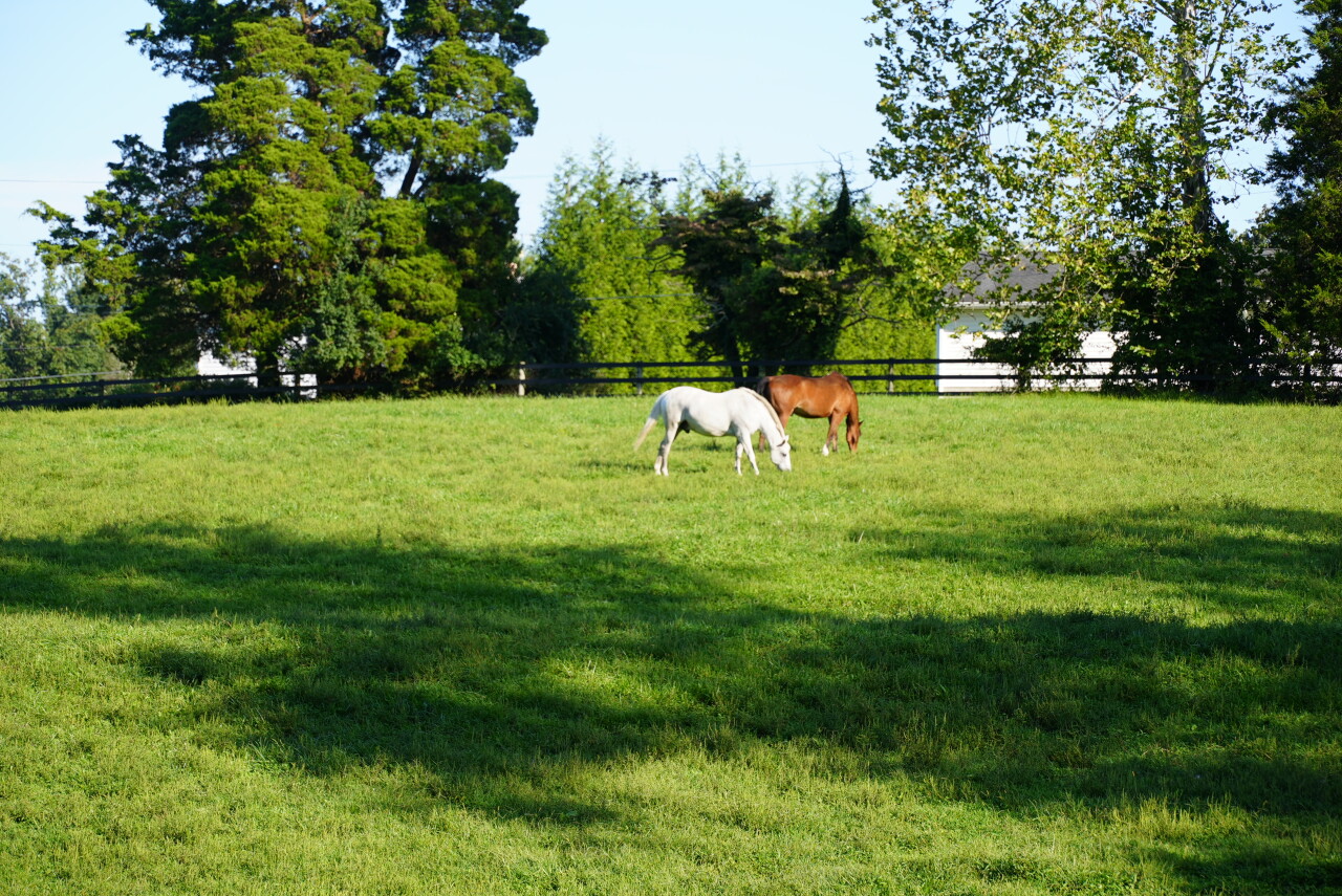 Elephant and Wally grazing in the grass