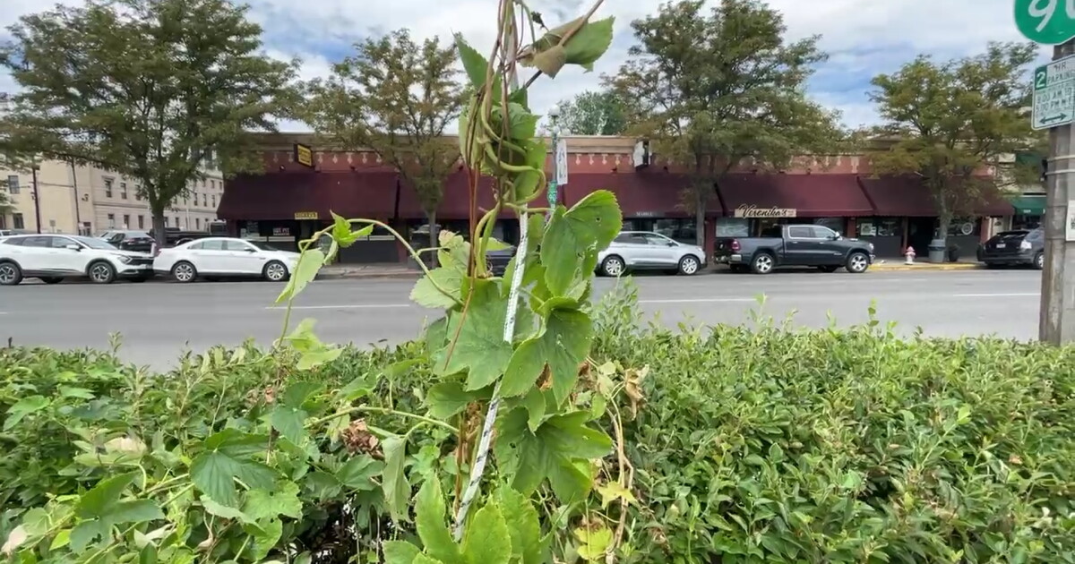 Carter's Brewery cultivating fresh beer through urban hop trellis in Billings - Vimarsana News