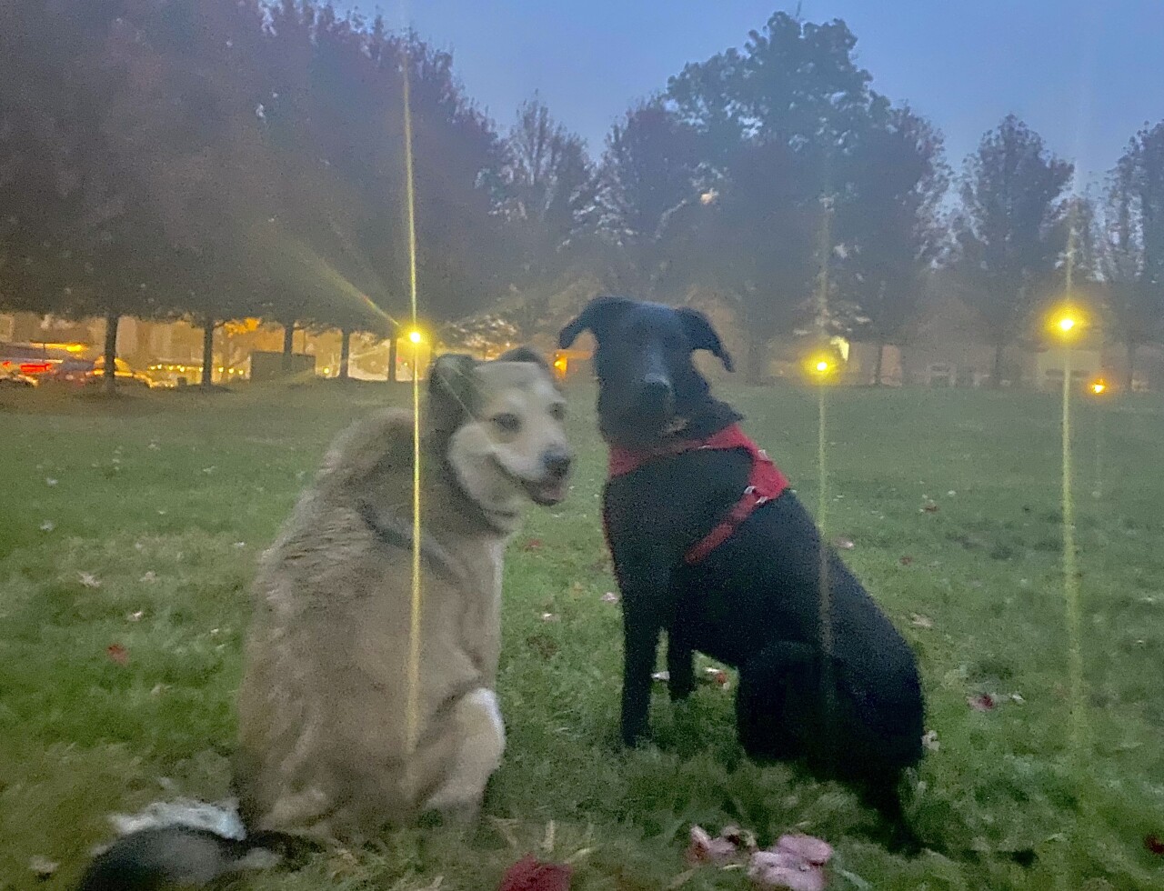 fogdogs.jpg
