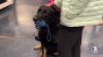 'It's their dog': Blue Line for Buffalo raises money for BPD K9 unit