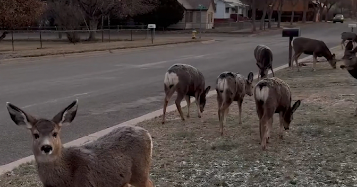 Old Salt Co-op processes deer meat to give to the community - Vimarsana News