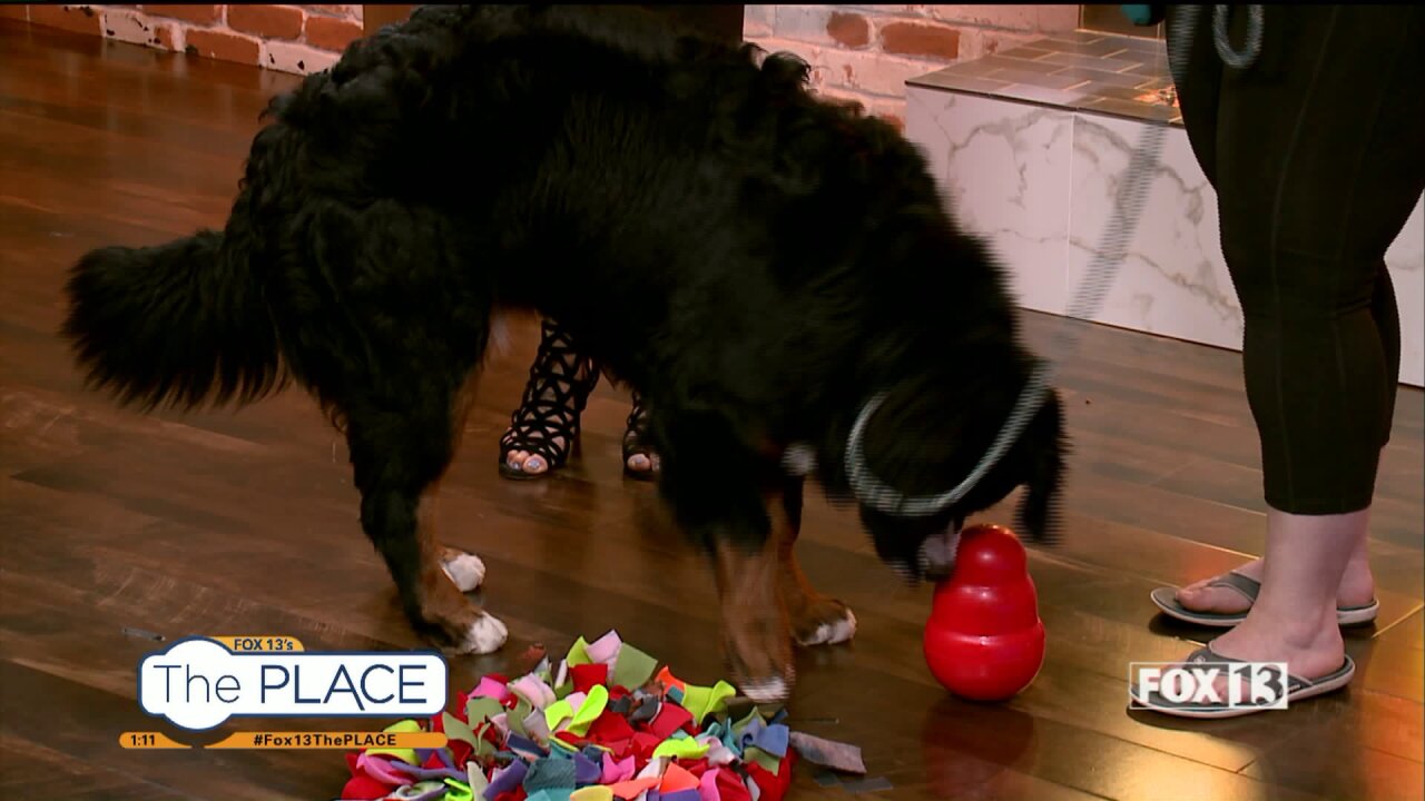 A dog trainer shares her top ways to keep dogs happy when you’re not home