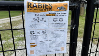Rabies