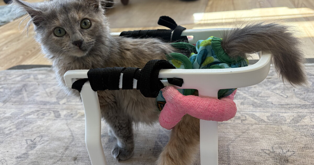 Wisconsin sanctuary gives paralyzed kitten new life with custom wheelchair