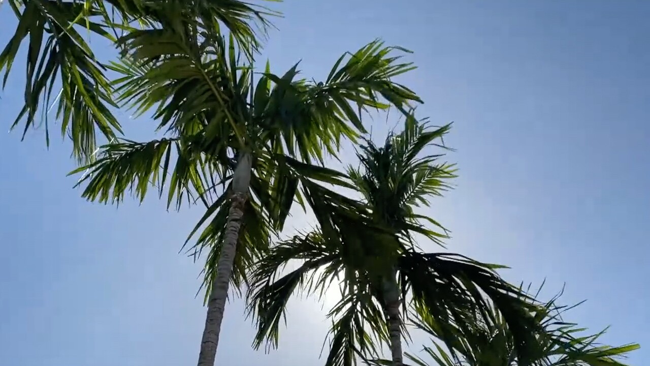 wptv-palm-trees-tourism.jpg