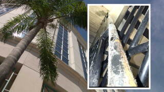 Palm Beach County employees working in a downtown West Palm Beach office building say mold has been growing for months — and question whether their employer is doing enough to fix it.