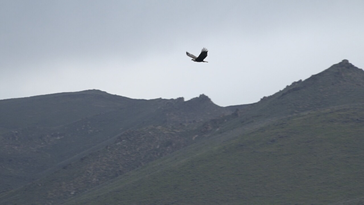 a bald eagle soars near Fairfield