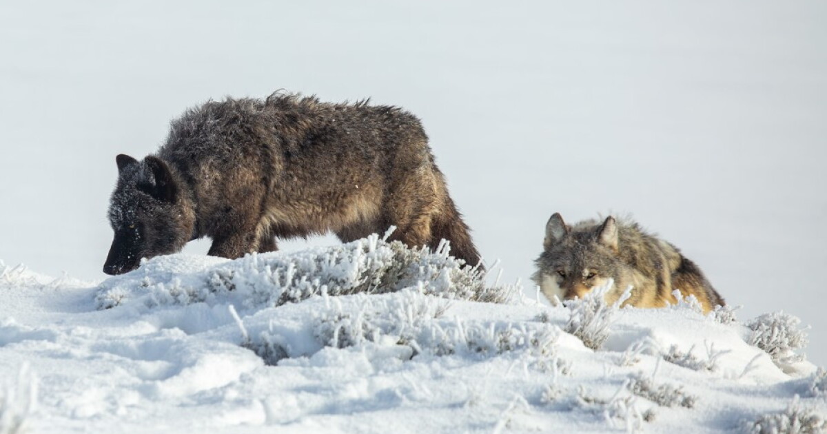 Study finds Montanans are increasingly OK with wolves - Vimarsana News